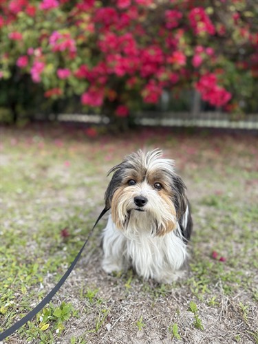 Gallery Image Millie_Bobby_Brown_dog_with_pink_flowers.jpeg