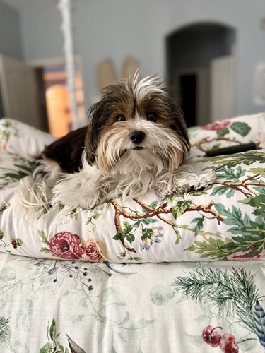 Gallery Image Millie_Bobby_Brown_in_the_bed.jpeg