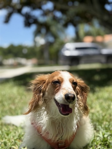 Gallery Image Sonny_dachsund.jpeg