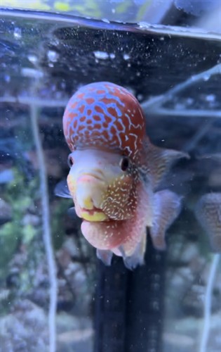 Gallery Image big_head_fish.jpg