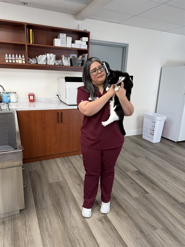 Hospital Cat