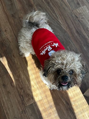 Gallery Image loki.jpeg