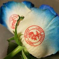 Speaking Roses: USMC red white and blue