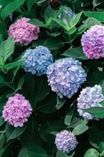 Hydrangea Travels Hydrangea Travels