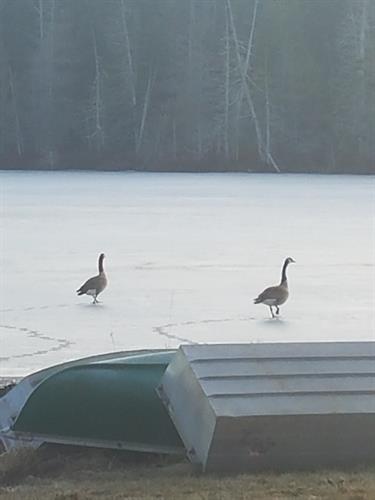 Geese on Ladd Pond