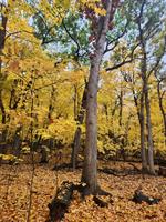 Caminata en Lake Byllesby Regional Park