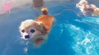 Pooch Pool Party