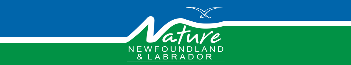 Nature Newfoundland & Labrador