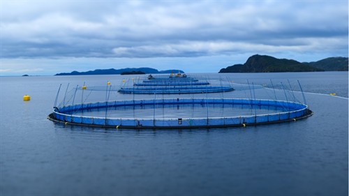Cermaq Newfoundland