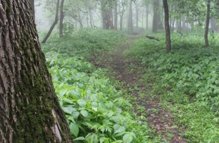 Woodland Trail