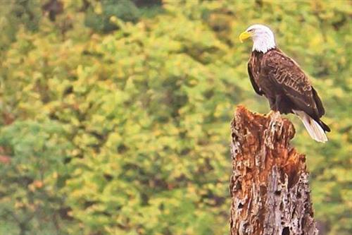 Spot an eagle and other wildlife along the St Croix