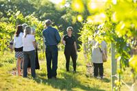 Mother's Day WEEK Wine Tour + Taste Experience @ 7 Vines!