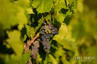 MN State Fair REMIX @ 7 Vines Vineyard- Oct. 5