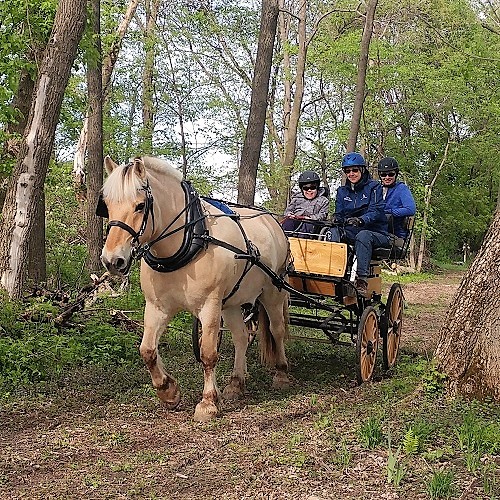 Carriage driving through wooded trails!