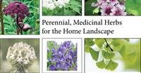 Perennial and Medicinal Herb Gardens for Home Landscapes