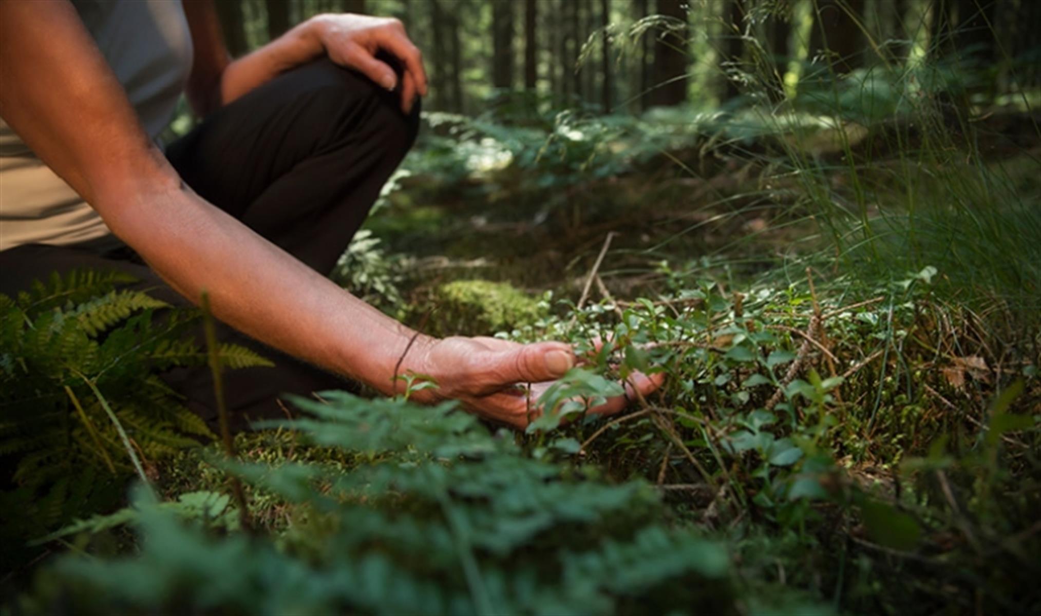 Forest bathing что это