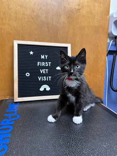Kitten's first visit