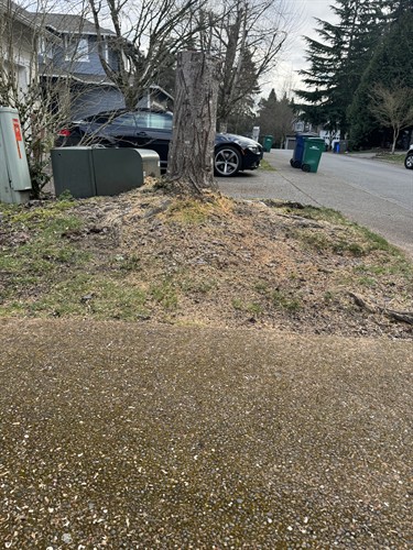 Large tree root mass blocking an underground utility vault before stump grinding in Kirkland. Sno King Stump Grinding specializes in precision stump removal around sensitive underground utilities and infrastructure.
