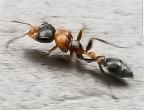 Twig Ant