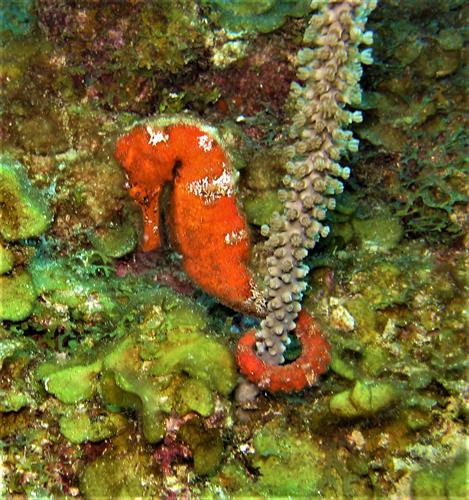 Gallery Image Seahorse_2.jpg