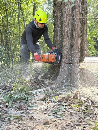 Finishing off a tree removal for The Woodlands Township.