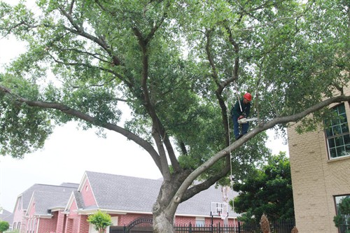 Tree Trimming Woodlands Texas