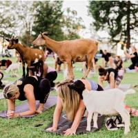 Goat Yoga