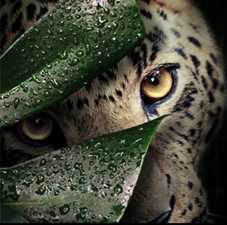 Panthera Beauty Accessories