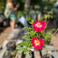 Annual Community Plant Sale