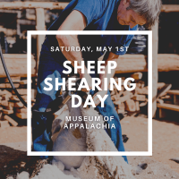  Sheep Shearing Day at Museum of Appalachia