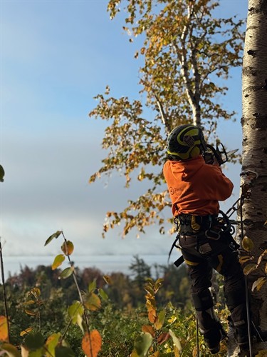 Worker in Orange over a beautiful landscape taking care of the tree.