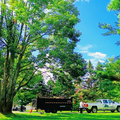 A vertical image of a very diligent worker inspecting a large tree.