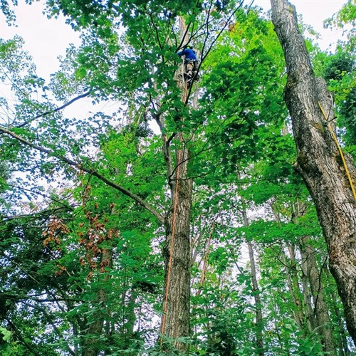 A worker at the top of a tree taking the safest precautions.