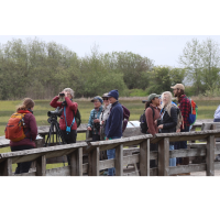 Grays Harbor Shorebird & Nature Festival