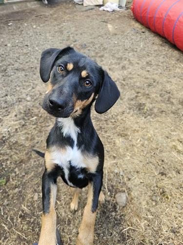 Aberdeen animal shelter rescue