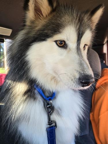 Hoquiam shelter rescue