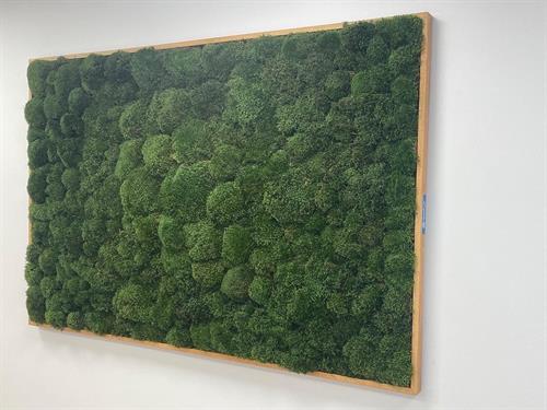 Custom live moss wall in Massachusetts.