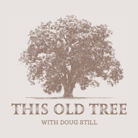 This Old Tree Podcast -  The Imperial Pine Bonsai