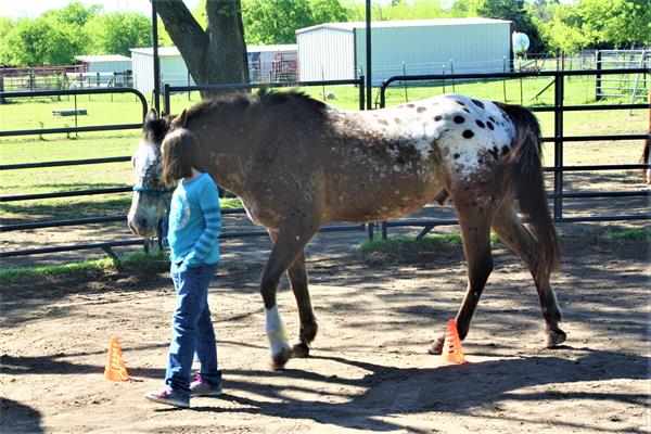 Learn how to build health connected relationships through the human/horse relationship experience