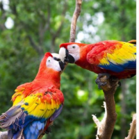 Travel Tropical Costa Rica with Collette - Book by April 13th!