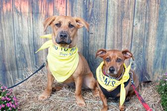 Harvey's Hope Animal Rescue Harvey's Hope Animal Rescue