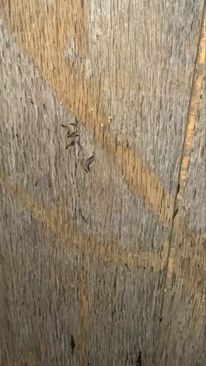 Termites at work 