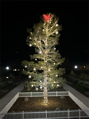 Gallery Image Giant_tree_wrapped_with_mibi_lights_and_stars.png