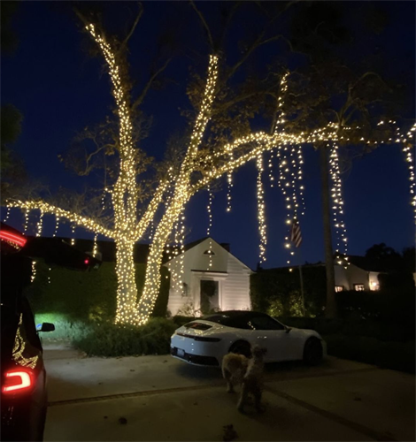 Gallery Image Giant_tree_wrapped_with_mini_lights_and_willow-look.png