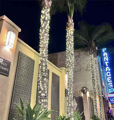 Gallery Image Pantages_-_palm_tree_wraps1.png