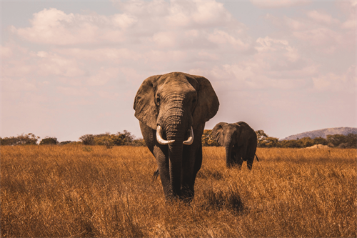 Gallery Image AJ_Robbie_two-elephants-walking-on-grass-covered-ground.png