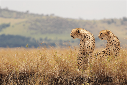 Gallery Image Two_Wild_Cheetahs%E2%81%A0(opens_in_a_new_tab_or_window)__MB_View_more_by_Mark_Bridger.png