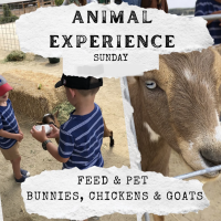 Animal Experience with Hacienda Hay and Feed