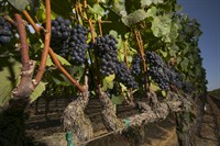 Sip. Savor. Mingle. Cheers to California Wine Month at Cypress Inn