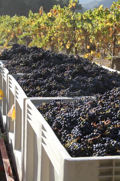 Harvest at Galante Vineyards